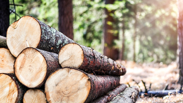Avviso concessione legna ad uso combustibile per l'anno 2024